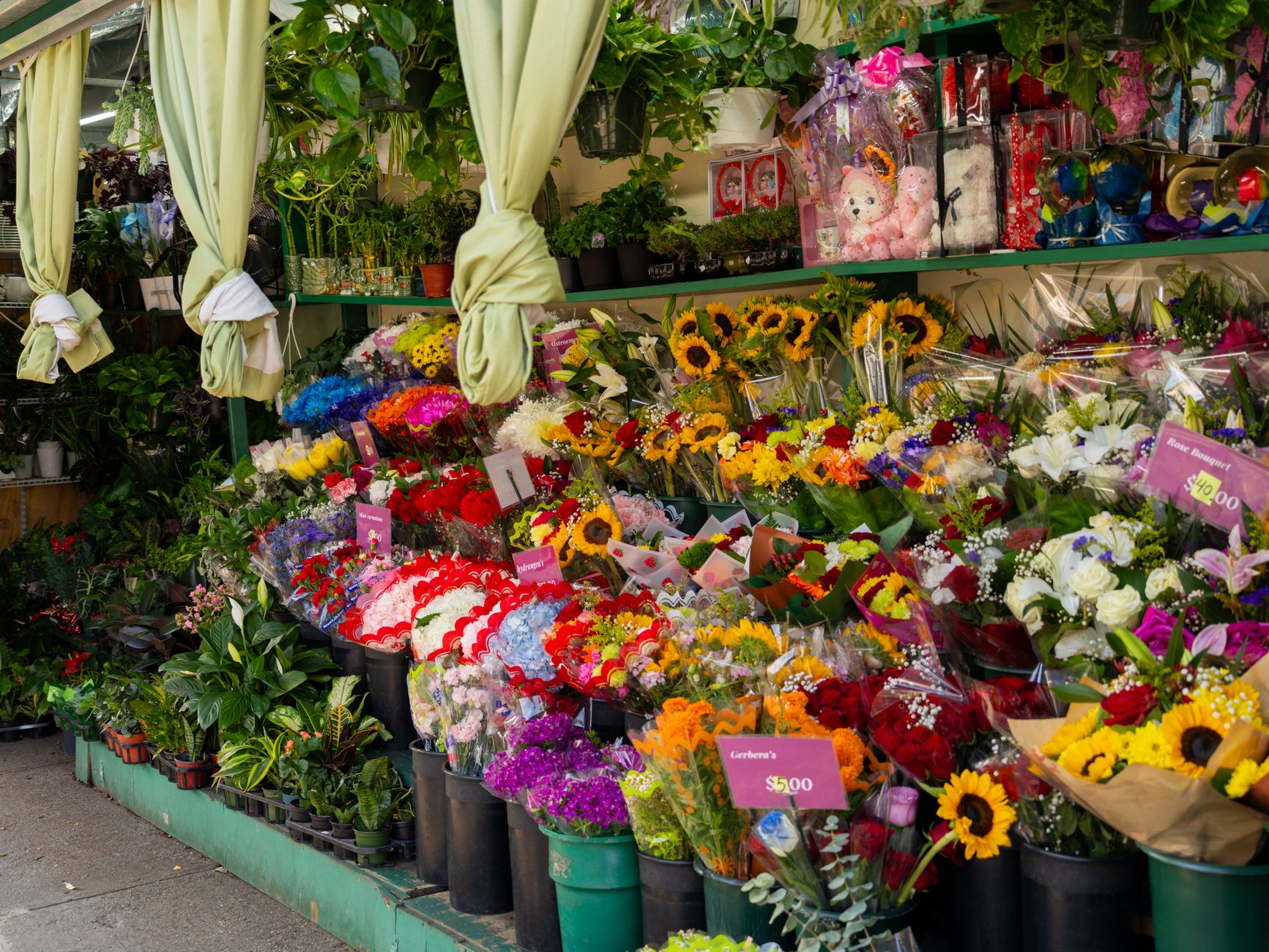 Cut flowers and arrangements