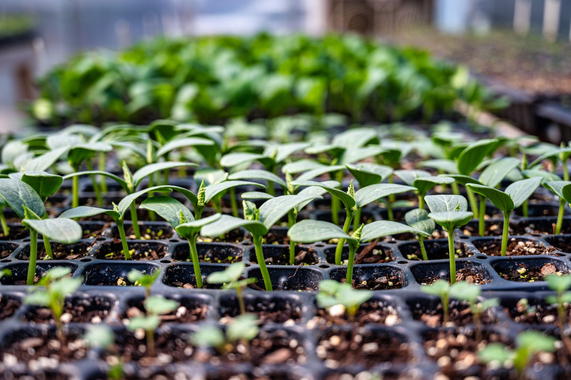 Garden plants and seedlings