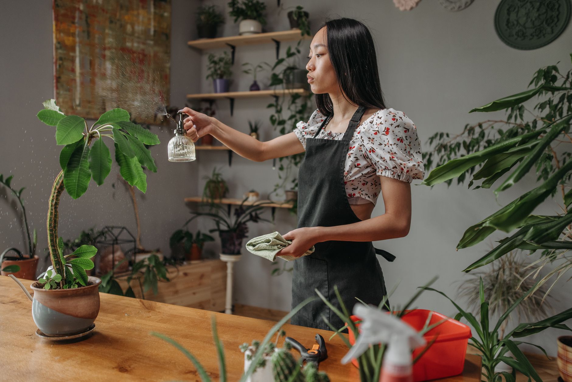 Indoor plants